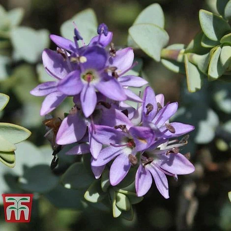 Hebe Pimeliodes 'Quicksilver' 4 Hebe Pimeliodes 'Quicksilver' - Image 2