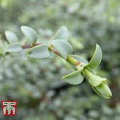 Hebe Pimeliodes 'Quicksilver' 7 Hebe Pimeliodes 'Quicksilver' -Plants Sales Store HEBE WKB5072 C