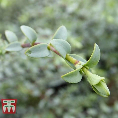 Hebe Pimeliodes 'Quicksilver' 5 Hebe Pimeliodes 'Quicksilver' - Image 3