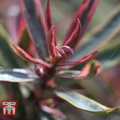 Hebe 'Purple Shamrock' 5 Hebe 'Purple Shamrock' -Plants Sales Store HEBE WKB5074 A