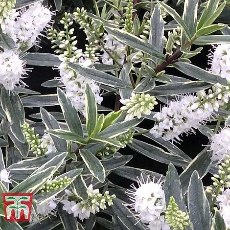 Hebe 'Starlight' 3 Hebe 'Starlight'