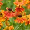 Helenium 'Moerheim Beauty' 2 Helenium 'Moerheim Beauty' -Plants Sales Store HELE T57900 A h