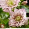 Hellebore 'Double Ellen Pink' -Plants Sales Store HELL KB3455 B