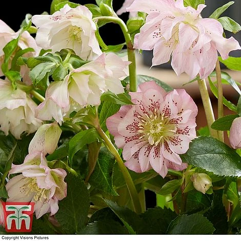 Hellebore 'Double Ellen Pink' 4 Hellebore 'Double Ellen Pink' - Image 2