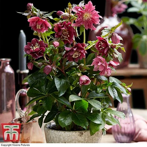 Hellebore 'Double Ellen Red' 4 Hellebore 'Double Ellen Red' - Image 2