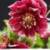 Hellebore 'Double Ellen Red' 1 Hellebore 'Double Ellen Red' -Plants Sales Store HELL KB3457 B