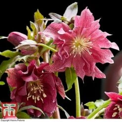 Hellebore 'Double Ellen Red' 7 Hellebore 'Double Ellen Red' -Plants Sales Store HELL KB3457 C