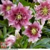 Hellebore 'Hello Amber' 2 Hellebore 'Hello Amber' -Plants Sales Store HELL KB3461 A