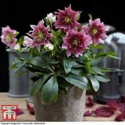 Hellebore 'Hello Amber' 8 Hellebore 'Hello Amber' -Plants Sales Store HELL KB3461 C