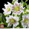 Hellebore 'Hello Pearl' 1 Hellebore 'Hello Pearl' -Plants Sales Store HELL KB3463 A