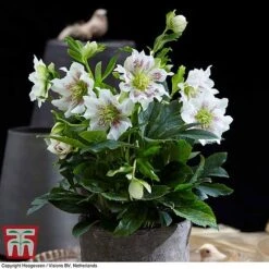 Hellebore 'Hello Pearl' -Plants Sales Store HELL KB3463 D