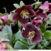 Hellebore 'Hello Ruby' 1 Hellebore 'Hello Ruby' -Plants Sales Store HELL KB3465 A