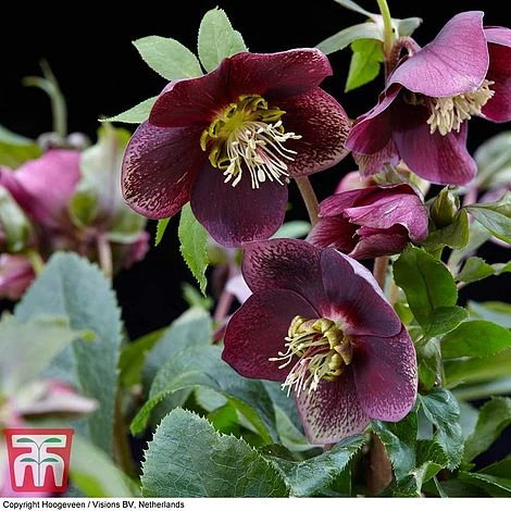 Hellebore 'Hello Ruby' 3 Hellebore 'Hello Ruby'