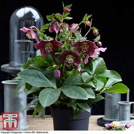 Hellebore 'Hello Ruby' 4 Hellebore 'Hello Ruby' - Image 2