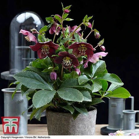 Hellebore 'Hello Ruby' 6 Hellebore 'Hello Ruby' - Image 4