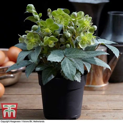 Hellebore 'Silver Dollar' 4 Hellebore 'Silver Dollar' - Image 2