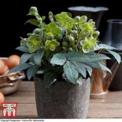 Hellebore 'Silver Dollar' 8 Hellebore 'Silver Dollar' -Plants Sales Store HELL KB3467 C