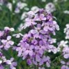 Hesperis Matronalis 2 Hesperis Matronalis -Plants Sales Store HESP T64216 A h