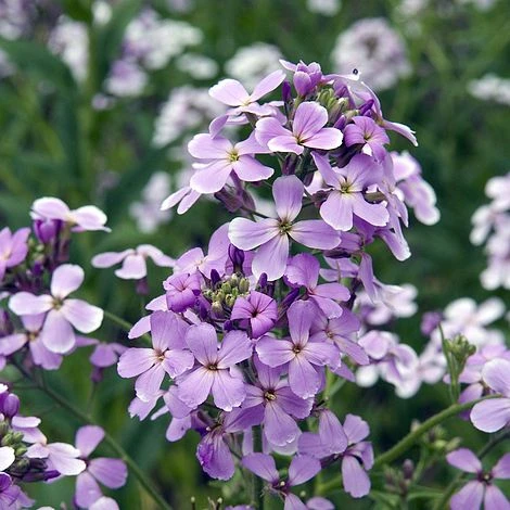 Hesperis Matronalis 3 Hesperis Matronalis