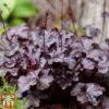 Heuchera Villosa 'Palace Purple' -Plants Sales Store HEUC T57837 A