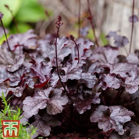Heuchera Villosa 'Palace Purple' 3 Heuchera Villosa 'Palace Purple'