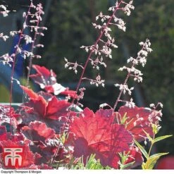 Heuchera Villosa 'Palace Purple' 7 Heuchera Villosa 'Palace Purple' -Plants Sales Store HEUC T57837 C