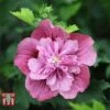Hibiscus Syriacus 'Kakapo' 1 Hibiscus Syriacus 'Kakapo' -Plants Sales Store HIBI T67939 A