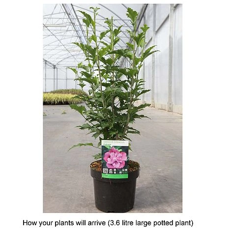 Hibiscus Syriacus 'Kakapo' 4 Hibiscus Syriacus 'Kakapo' - Image 2