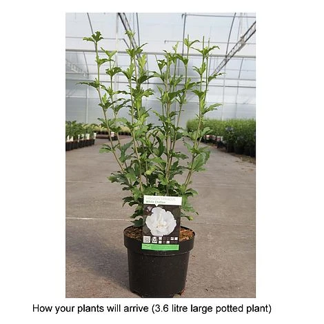 Hibiscus Syriacus 'White Chiffon' 4 Hibiscus Syriacus 'White Chiffon' - Image 2