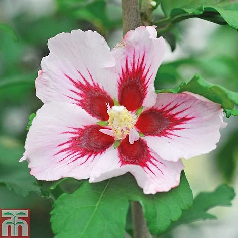 Hibiscus Syriacus 'Hamabo' 4 Hibiscus Syriacus 'Hamabo' - Image 2