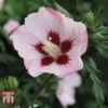 Hibiscus Syriacus 'Hamabo' -Plants Sales Store HIBI T79052 B