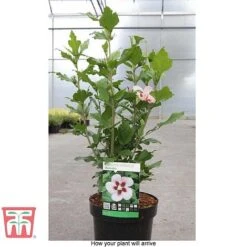 Hibiscus Syriacus 'Hamabo' 9 Hibiscus Syriacus 'Hamabo' -Plants Sales Store HIBI T79052 D