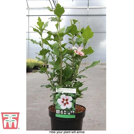 Hibiscus Syriacus 'Hamabo' 6 Hibiscus Syriacus 'Hamabo' - Image 4