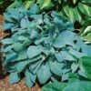 Hosta 'Fragrant Blue' 1 Hosta 'Fragrant Blue' -Plants Sales Store HOST T62227 A h