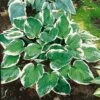 Hosta 'Minuteman' -Plants Sales Store HOST T62230 A h