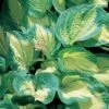 Hosta 'Great Expectations' -Plants Sales Store HOST T62236 A h