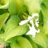 Hosta 'Guacamole' 1 Hosta 'Guacamole' -Plants Sales Store HOST T82166 A