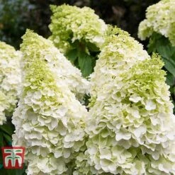 Hydrangea Paniculata 'Magical Moonlight' -Plants Sales Store HYD TKA4004 B