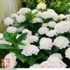 Hydrangea Macrophylla 'Mme E. Mouillere' 1 Hydrangea Macrophylla 'Mme E. Mouillere' -Plants Sales Store HYD t66239 A