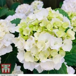 Hydrangea Macrophylla 'Mme E. Mouillere' -Plants Sales Store HYD t66239 B