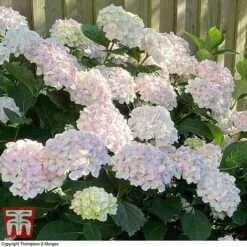 Hydrangea Macrophylla 'Mme E. Mouillere' -Plants Sales Store HYD t66239 C