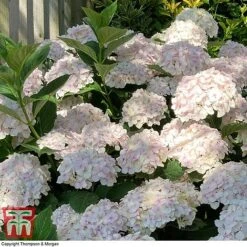 Hydrangea Macrophylla 'Mme E. Mouillere' -Plants Sales Store HYD t66239 F