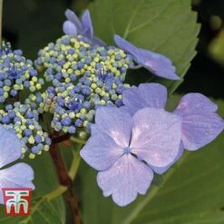 Hydrangea Macrophylla 'Nizza' -Plants Sales Store HYDR KB3618 B