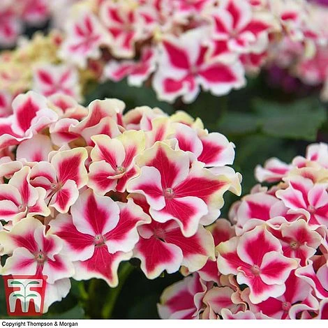 Hydrangea Macrophylla 'Camilla' 4 Hydrangea Macrophylla 'Camilla' - Image 2