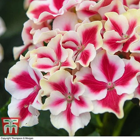 Hydrangea Macrophylla 'Camilla' 3 Hydrangea Macrophylla 'Camilla'