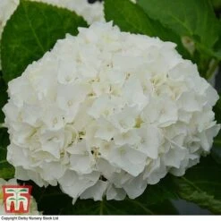 Hydrangea Macrophylla 'Wudu' -Plants Sales Store HYDR KB3623 A