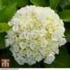 Hydrangea Macrophylla 'Wudu' -Plants Sales Store HYDR KB3623 B
