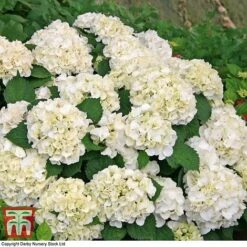 Hydrangea Macrophylla 'Wudu' -Plants Sales Store HYDR KB3623 C