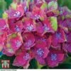 Hydrangea Macrophylla GLAM ROCK 'Horwack' 2 Hydrangea Macrophylla GLAM ROCK 'Horwack' -Plants Sales Store HYDR T10121 E1