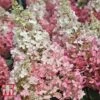 Hydrangea Paniculata 'Pinky Winky' -Plants Sales Store HYDR T58480 A1
